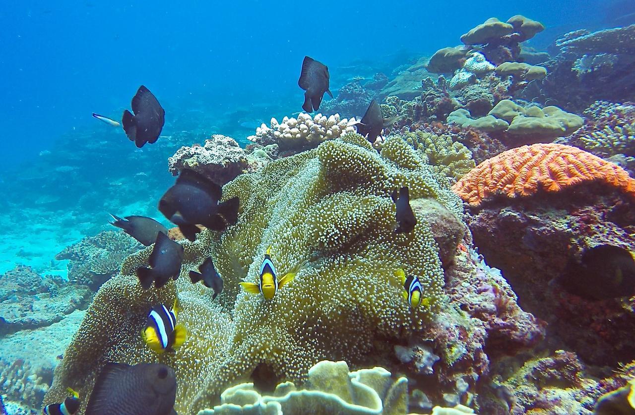 Palau Asu Puri Asu Resort מראה חיצוני תמונה